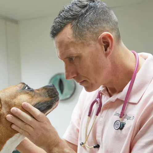DR. Dugan close examining the dog